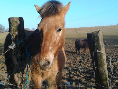 Poney Club d'Heillecourt photo