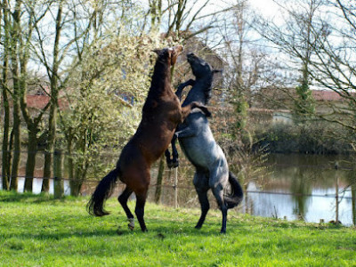 Poney club les écuries de l'oracle, loire. photo