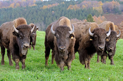 Ranch des bisons photo