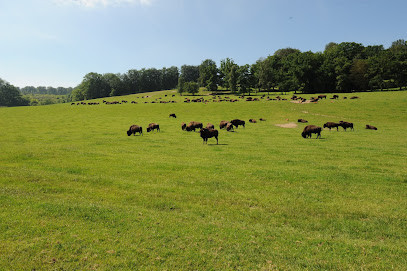 Reve de Bisons photo