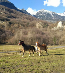 Savoie Maurienne Equitation EARL photo