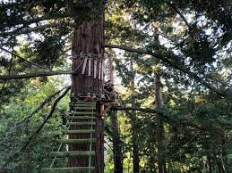 Sequoia Vertigo photo