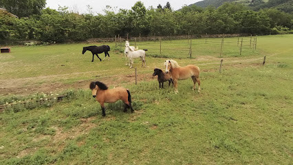 Soi'Equestre Laurie Bella photo