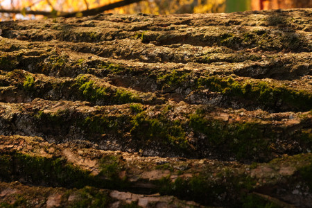 Sortie nature Empreintes d’arbres  photo