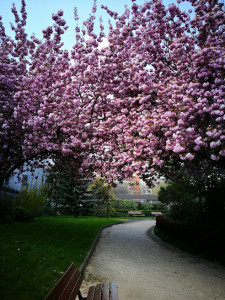 Square Henri Huchard photo