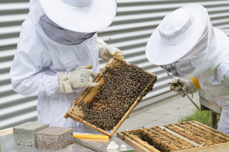 Stage d'initiation ou de perfectionnement en apiculture  photo