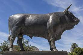 Taureau de Laguiole photo