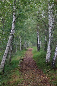 Venez faire une balade : Forêt de la Joux photo