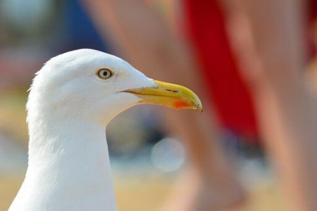 Venez prendre le soleil sur la Plage Aliborni photo