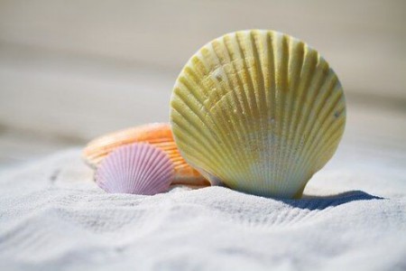 Venez prendre le soleil sur la Plage de Capicciola photo