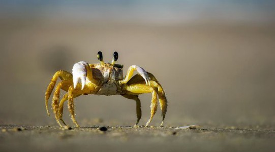 Venez vous baignez à la Plage de Saint Pabu photo