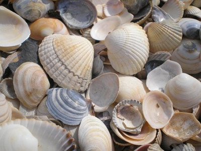 Venez vous baignez à la Plage du Penquer photo