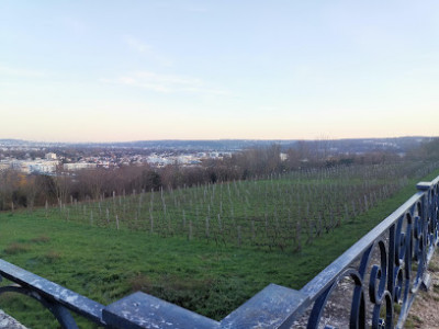 Vignes des Vins de Grotte photo