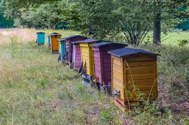 Visiter la ferme apicole photo