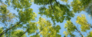 Example Image